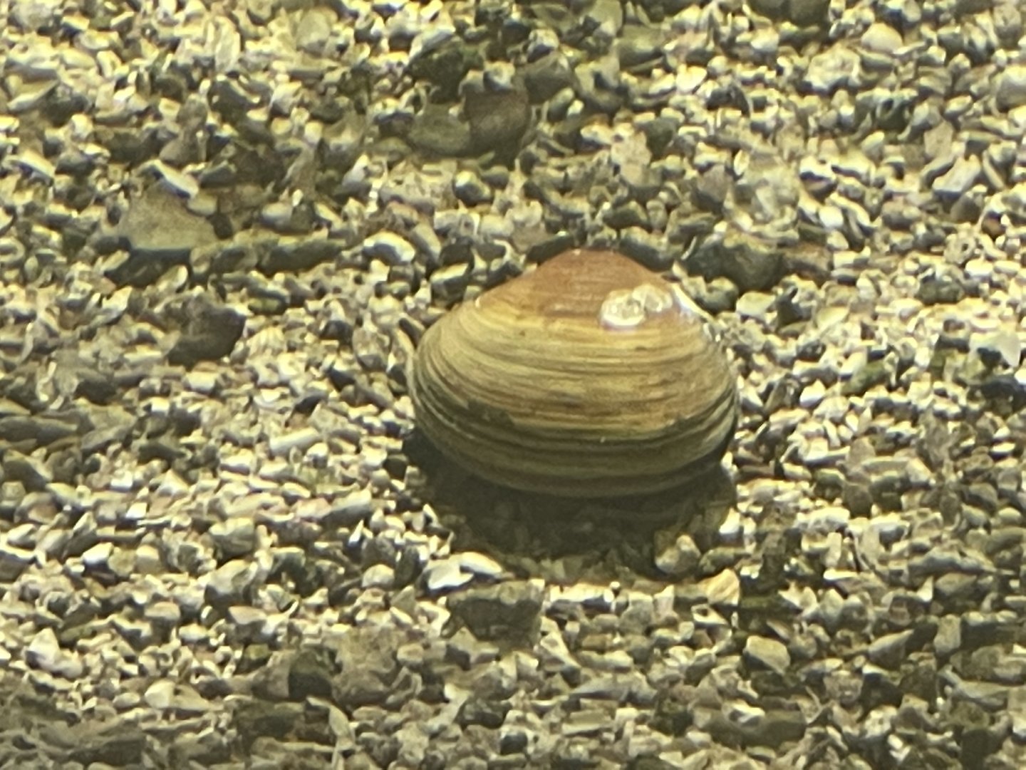 Is this a rock or clam.