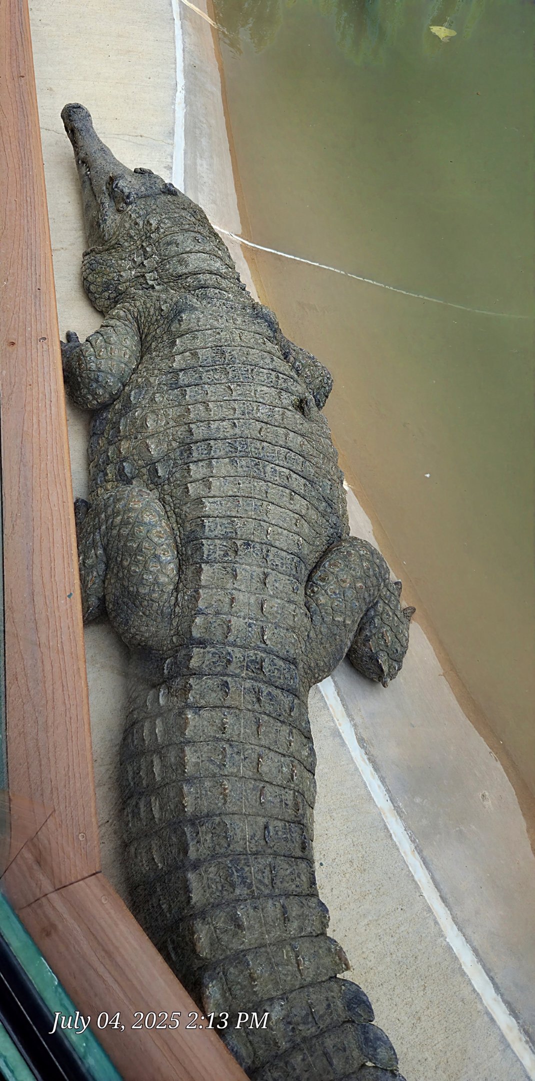 Is this a Slender-Snouted Crocodile?
