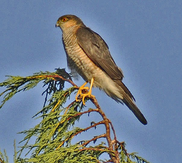 Is this a Sparrowhawk