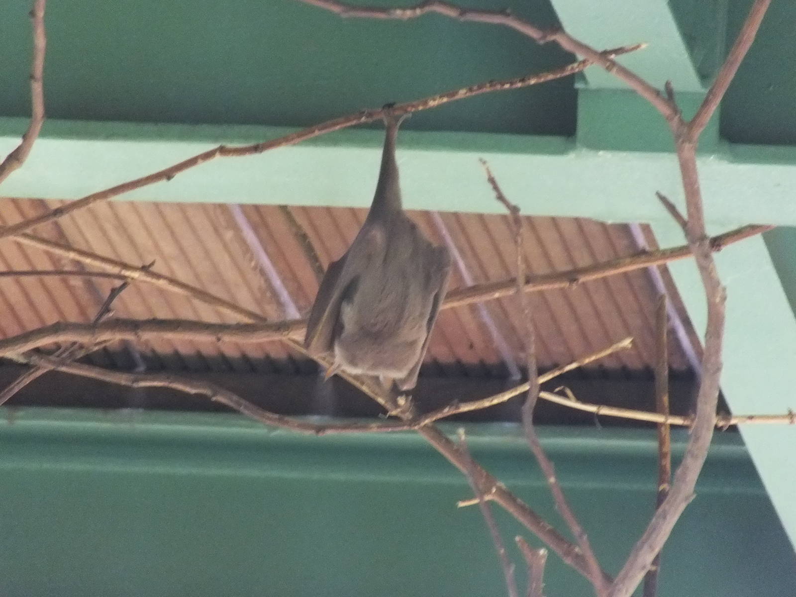 Is this a Swift Fruit Bat?
