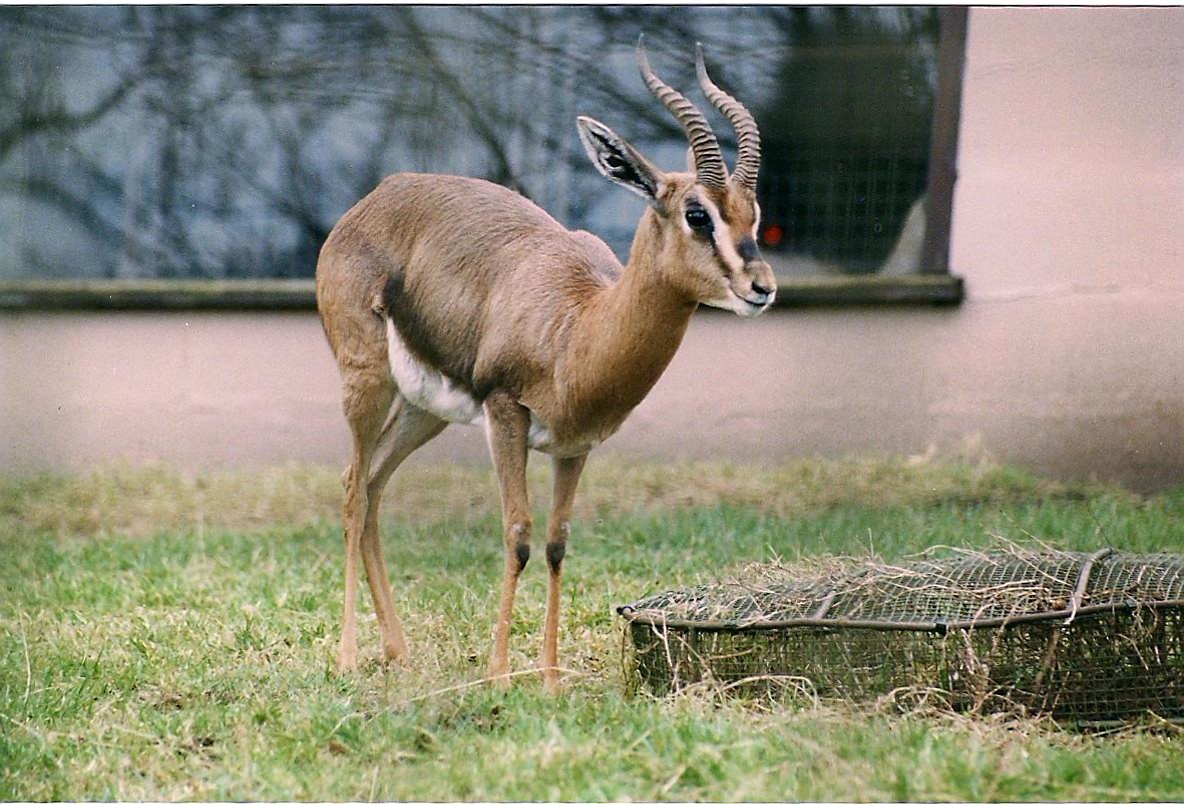 IS THIS A THOMPSON'S GAZZELLE