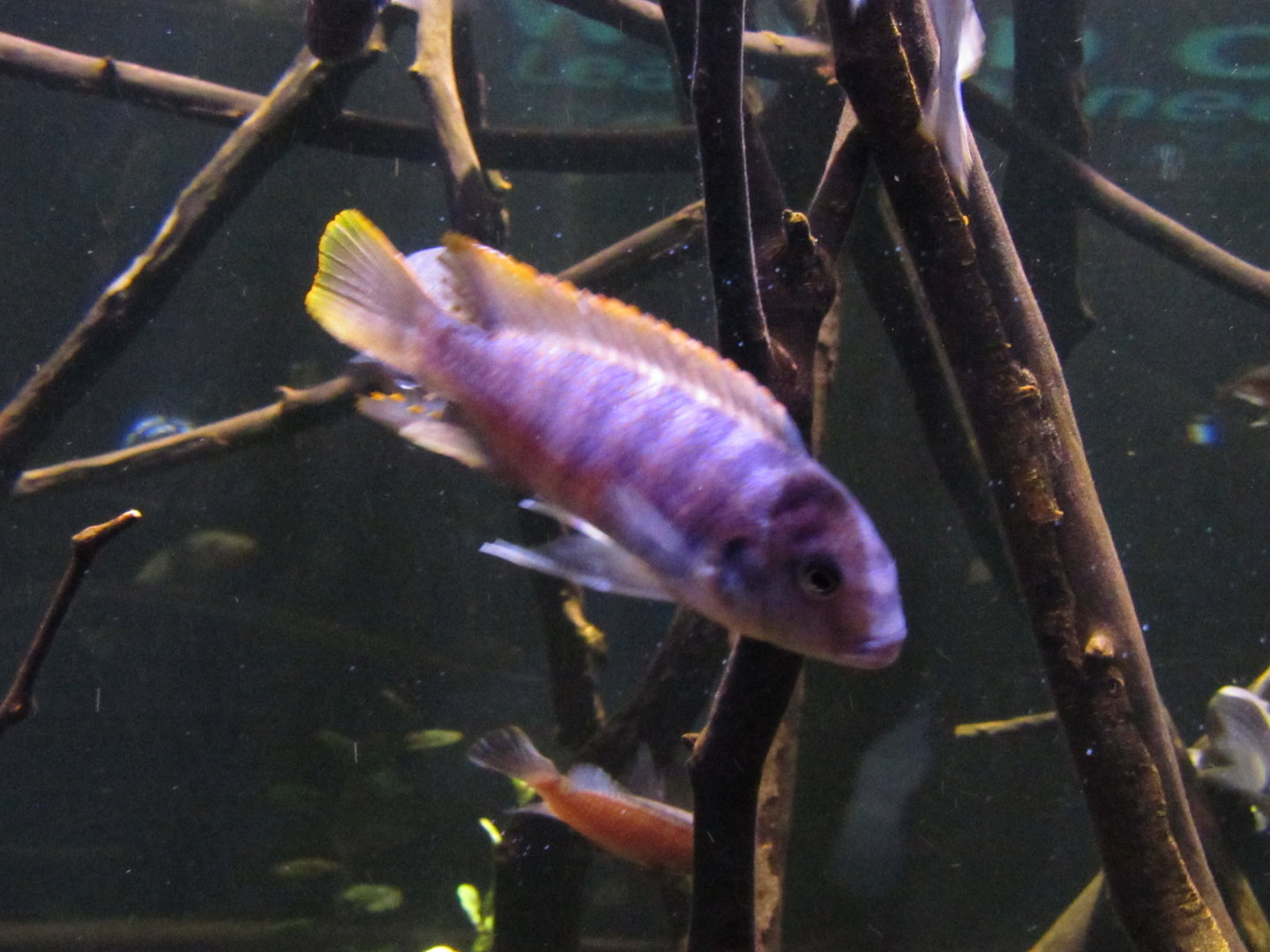 Is this a  William's mbuna? And if not then what species