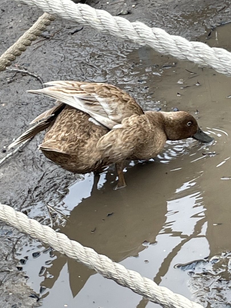 Is this just a domestic variety?