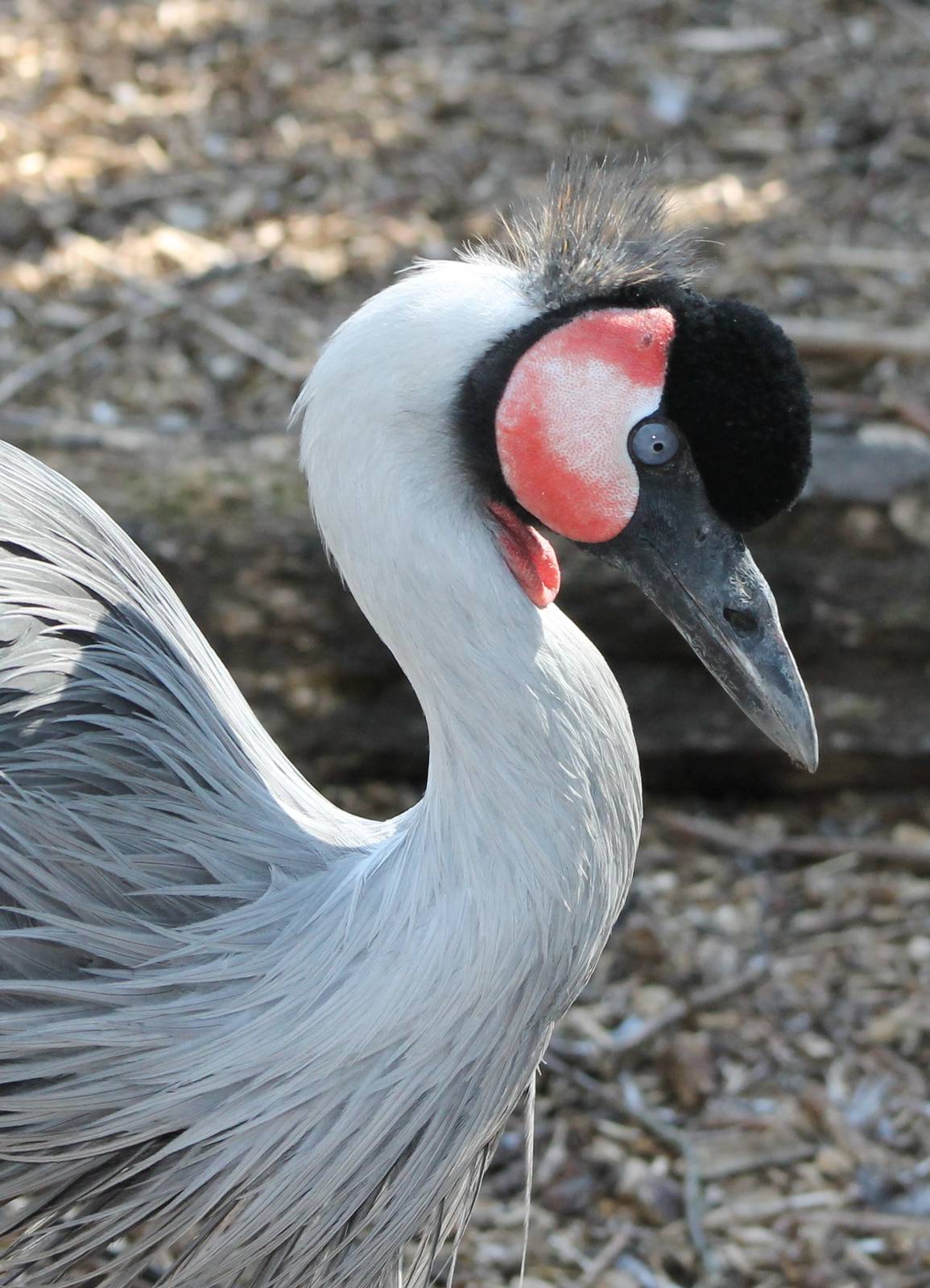 is this still a crowned crane ?
