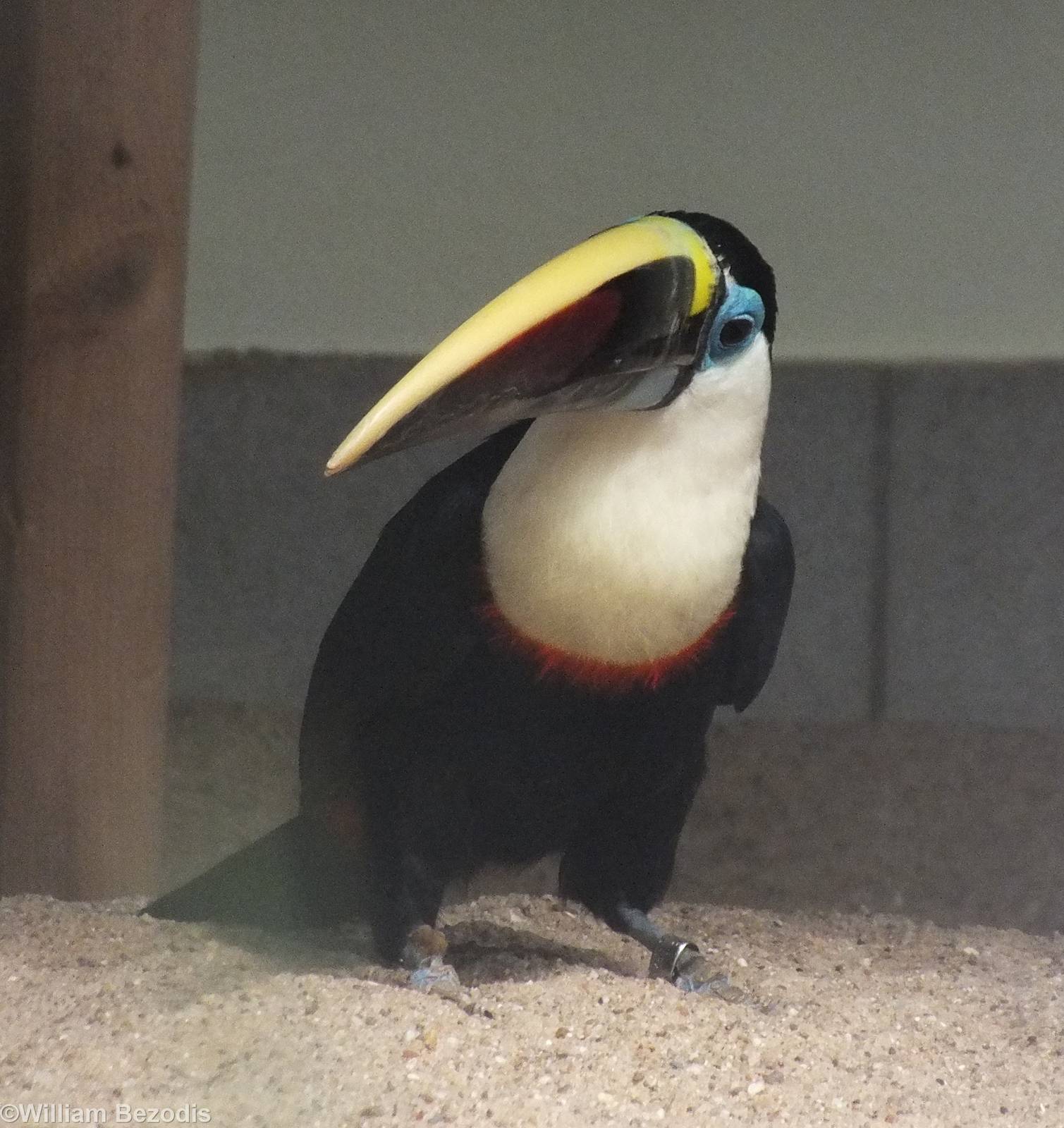 Is this subspecies inca?