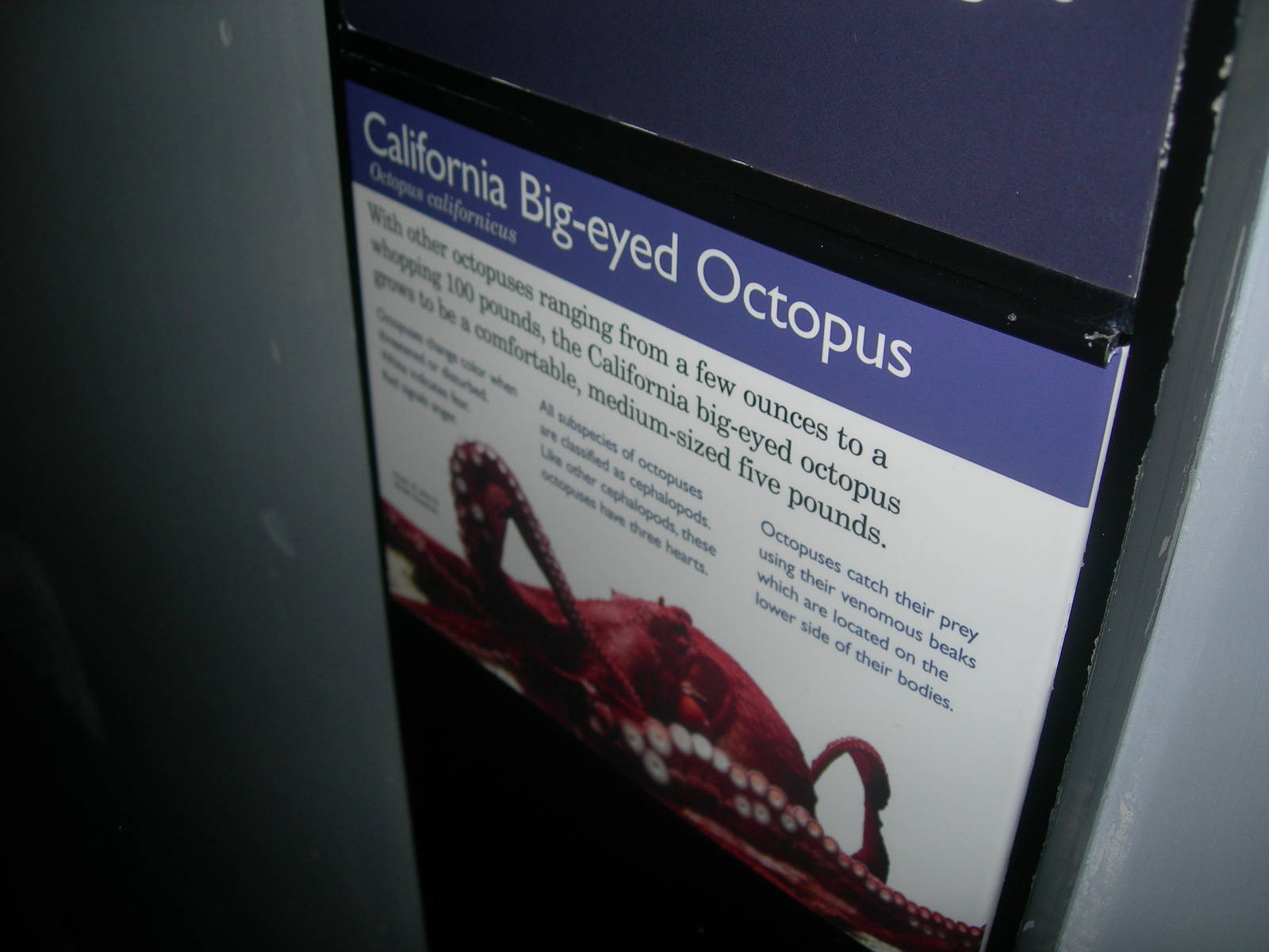 Is this the same thing as a Giant Pacific octopus???