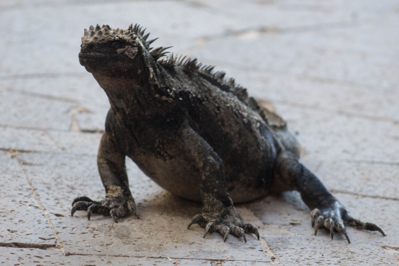 Isabela marine iguana
