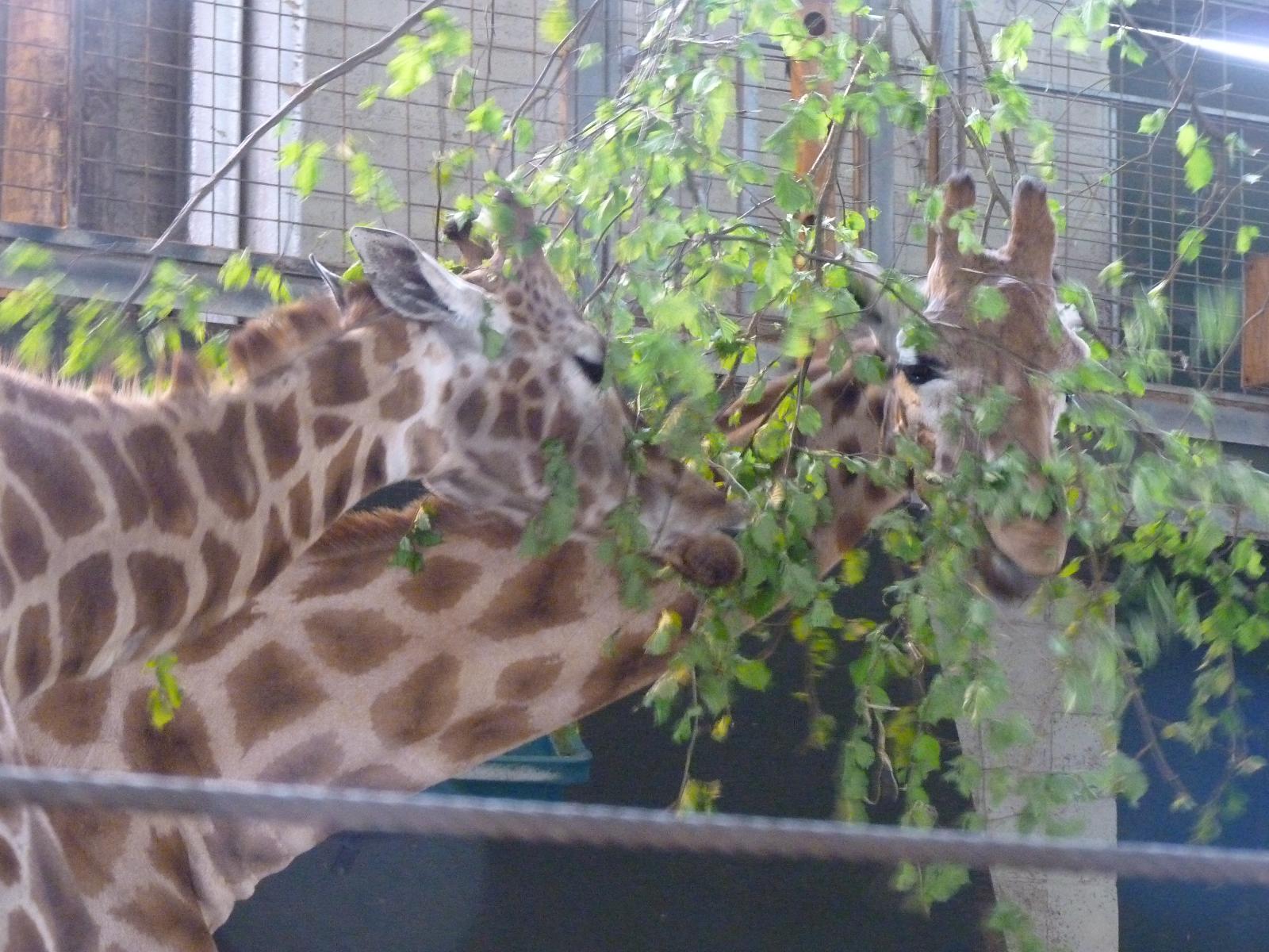 Isabella and Matilda the Giraffes Eating Browse