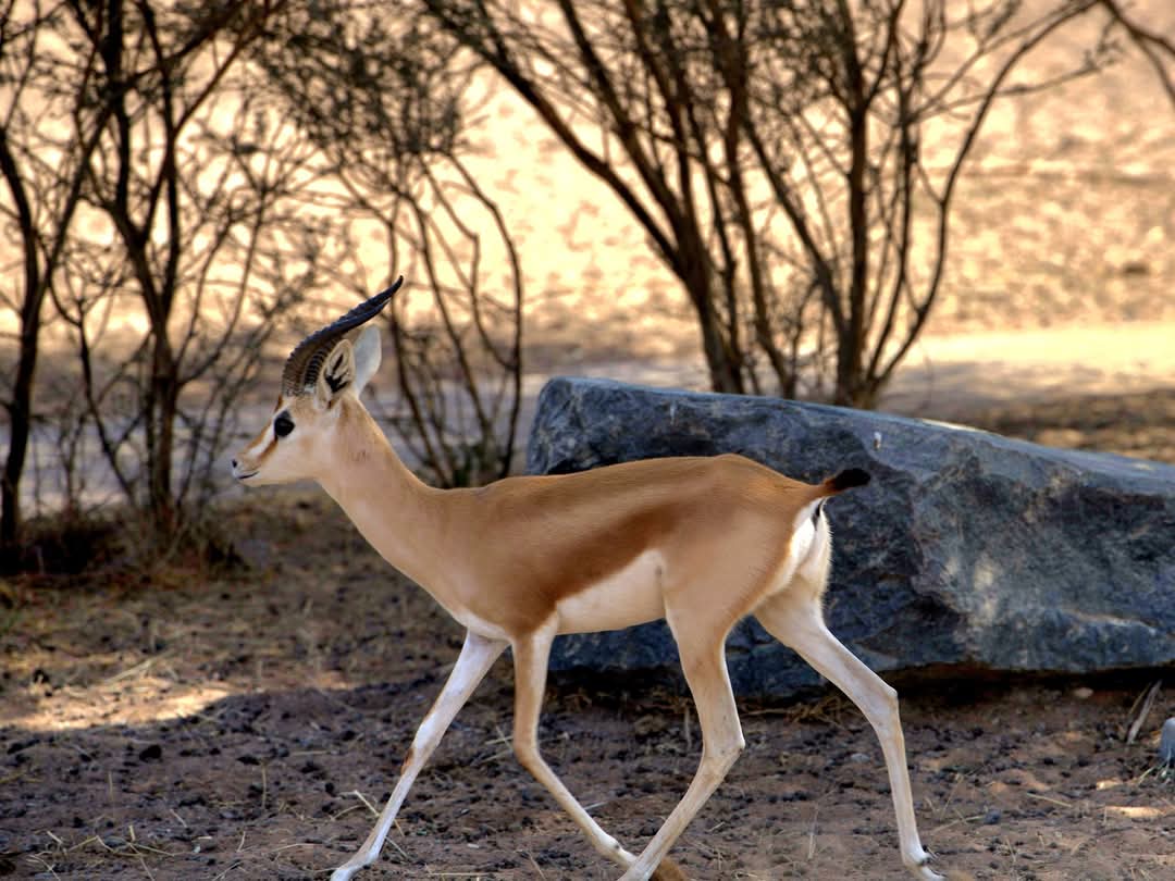 Isabella Dorca Gazelle, Sahel