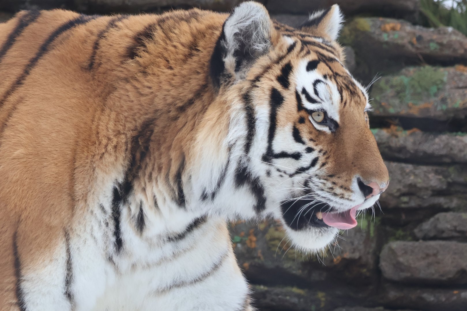 Isabella the tiger