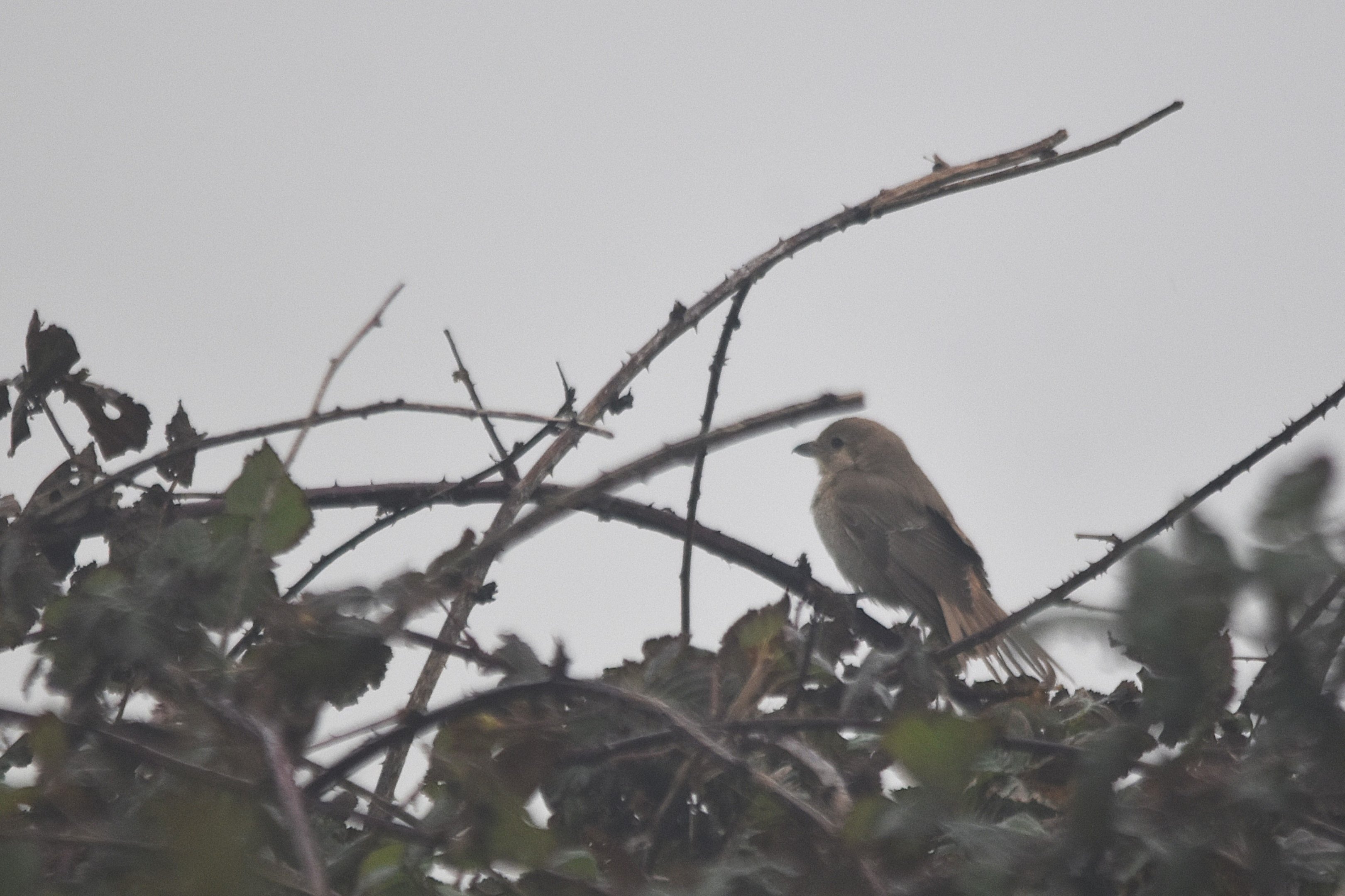Isabelline (Daurian) Shrike at Bempton Cliffs, 8th October 2024