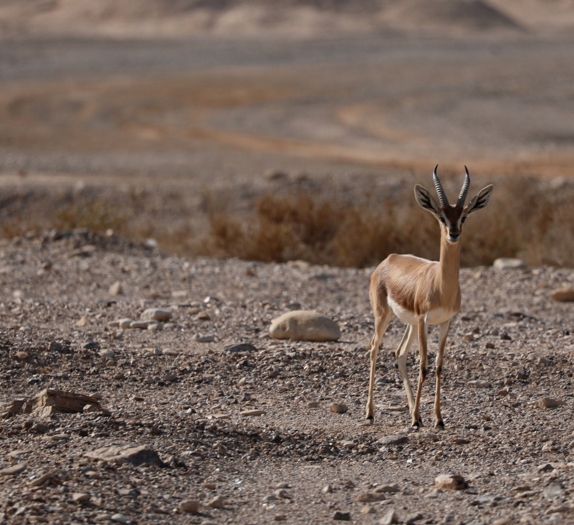 Isabelline dorcas gazelle (Gazella dorcas isabella)