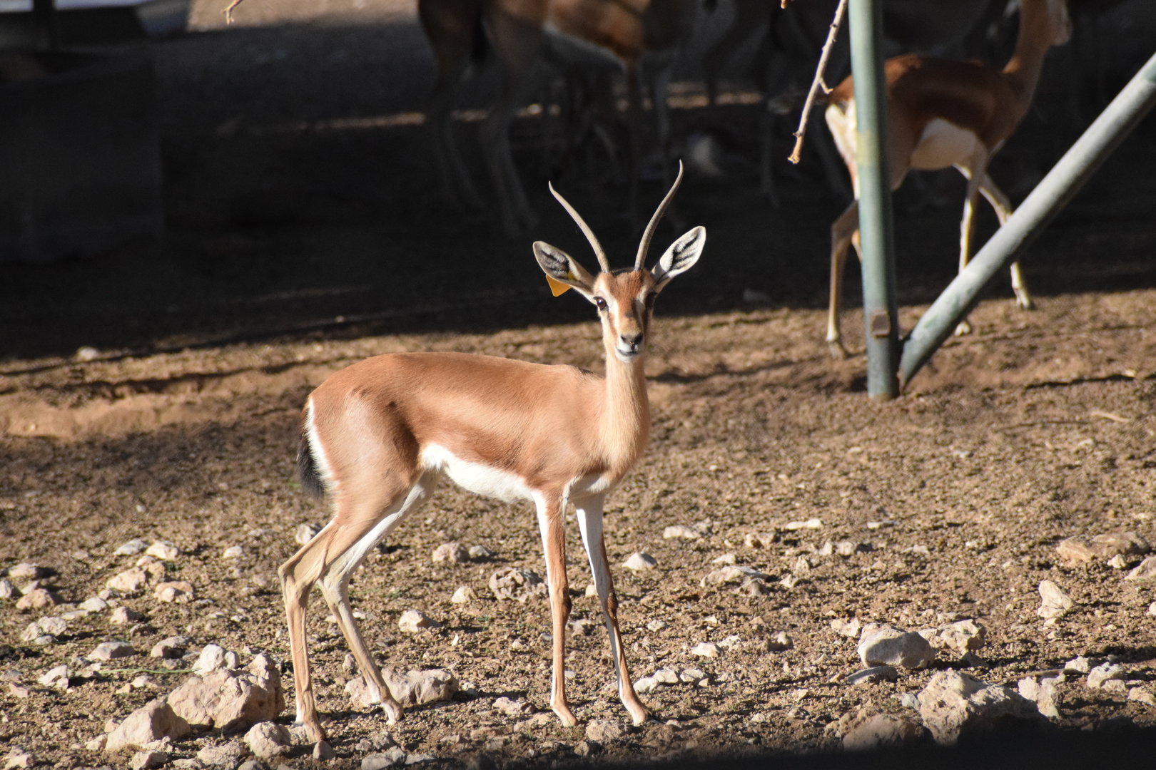 Isabelline Dorcas Gazelle
