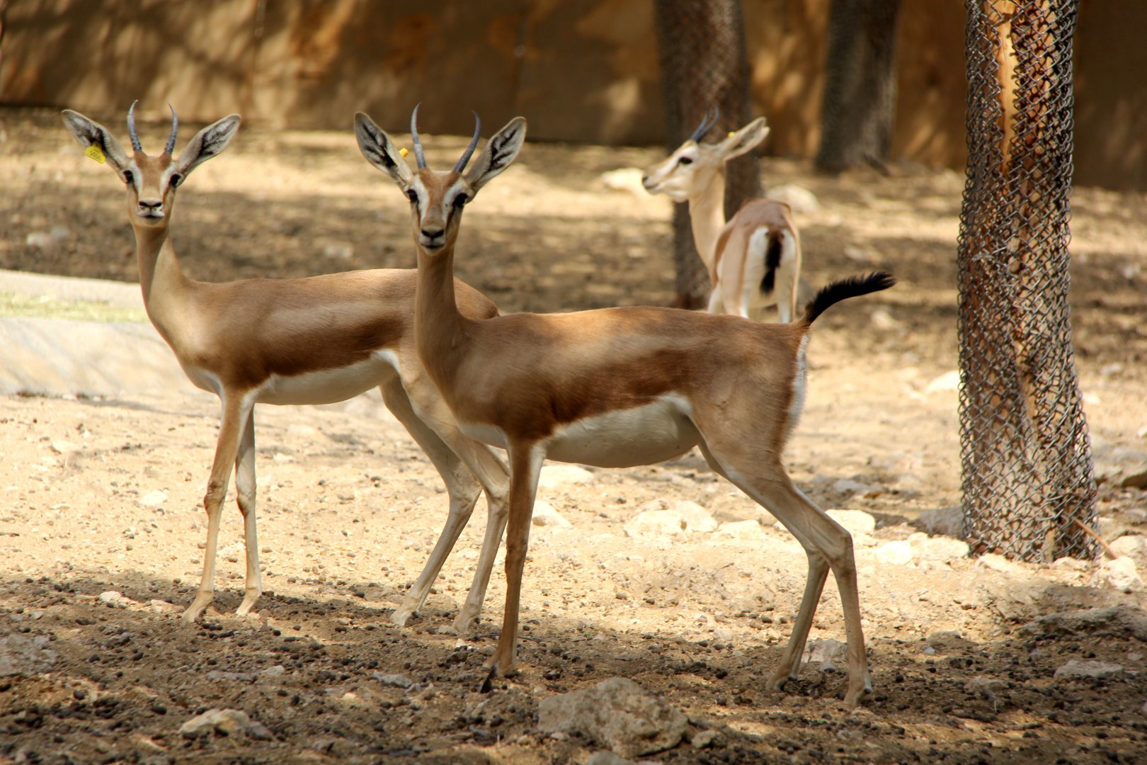 Isabelline gazelle (Gazella isabella)