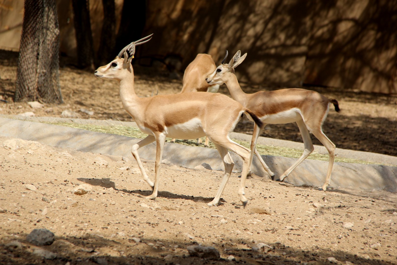 Isabelline gazelle (Gazella isabella)
