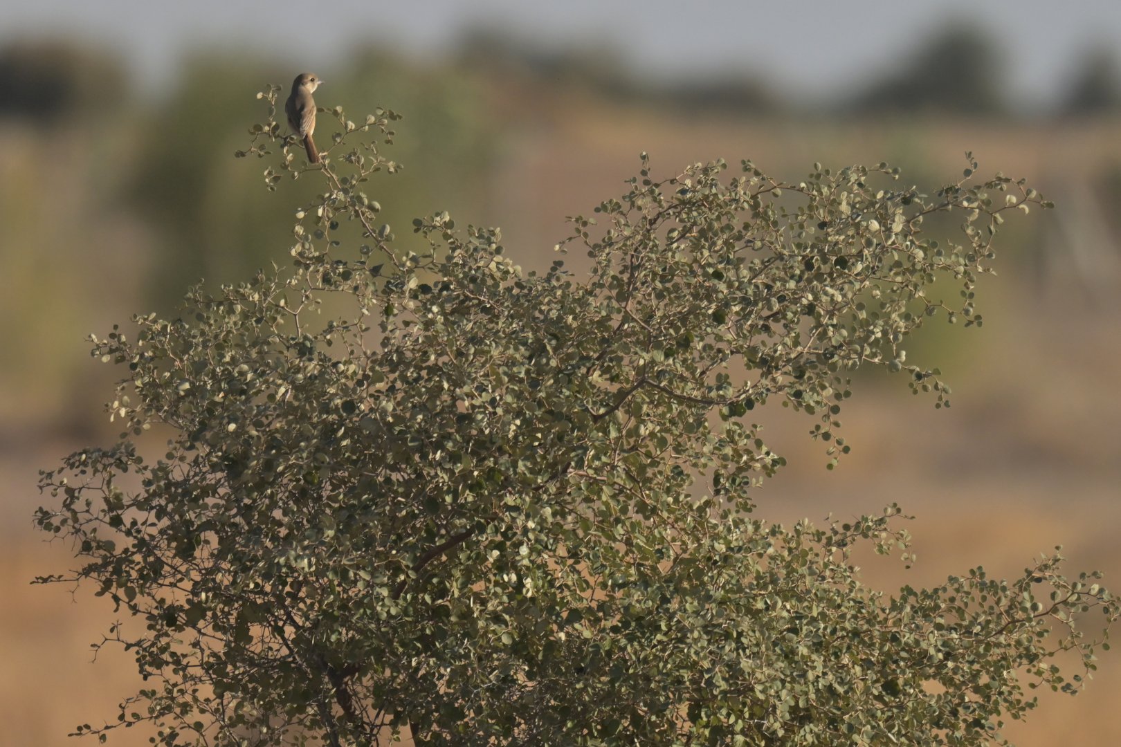 Isabelline shrike Lanius isabellinus