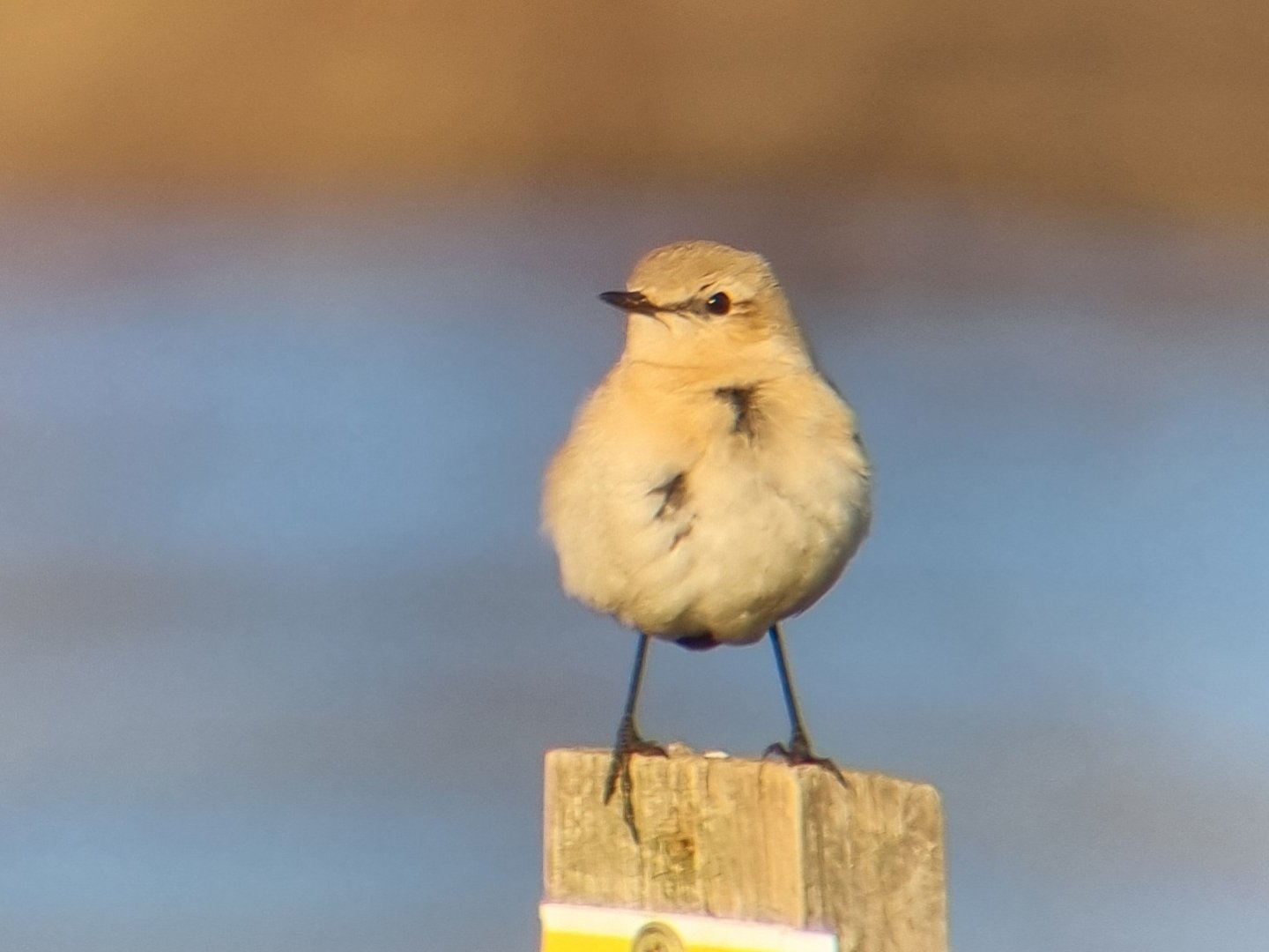 Isabelline wheatear (Oenanthe isabellina)