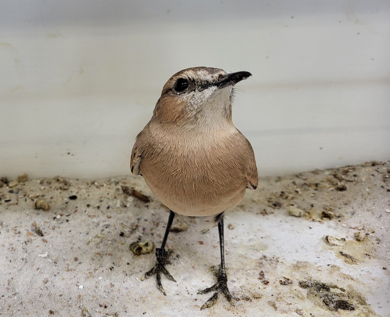 Isabelline wheatear