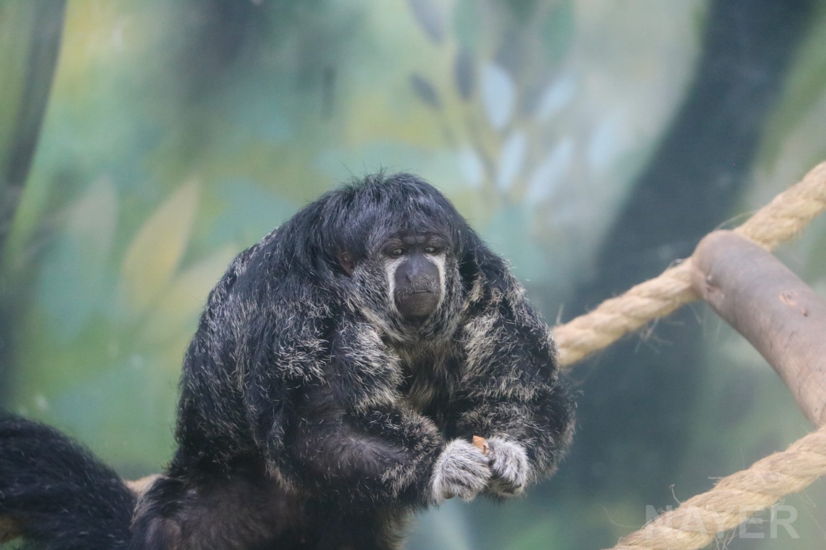 Isabel's saki, April 2016