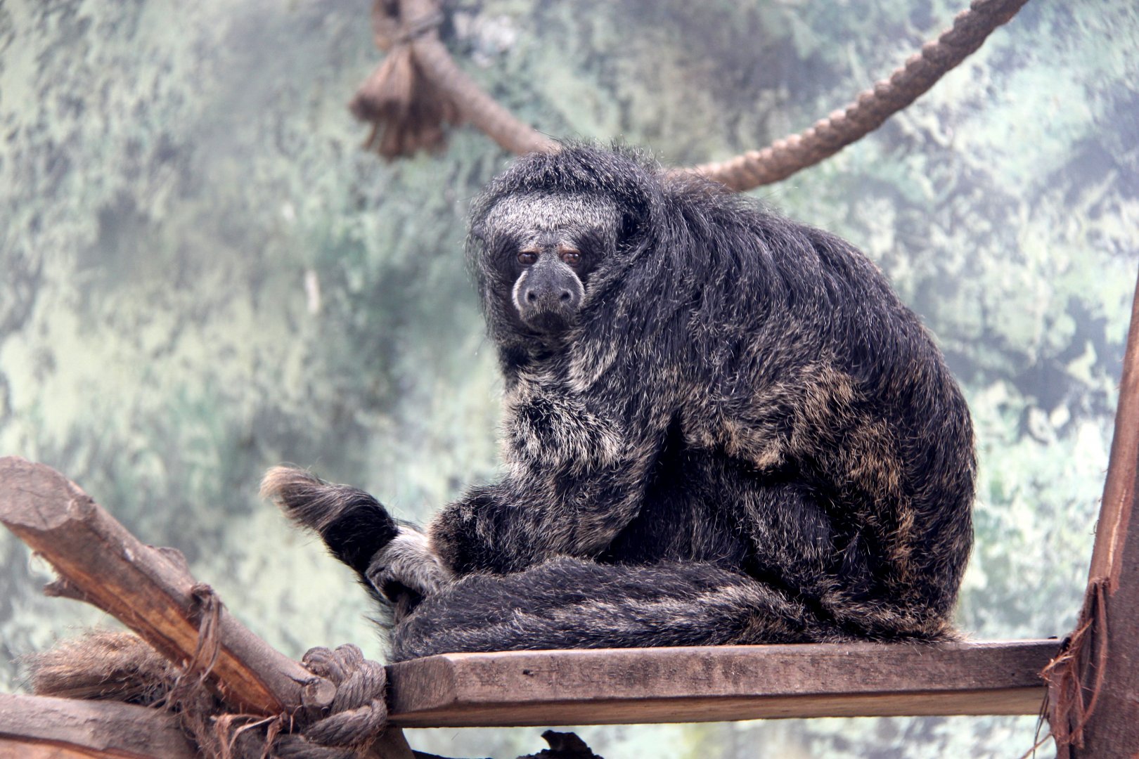 Isabel's Saki (Pithecia isabela)