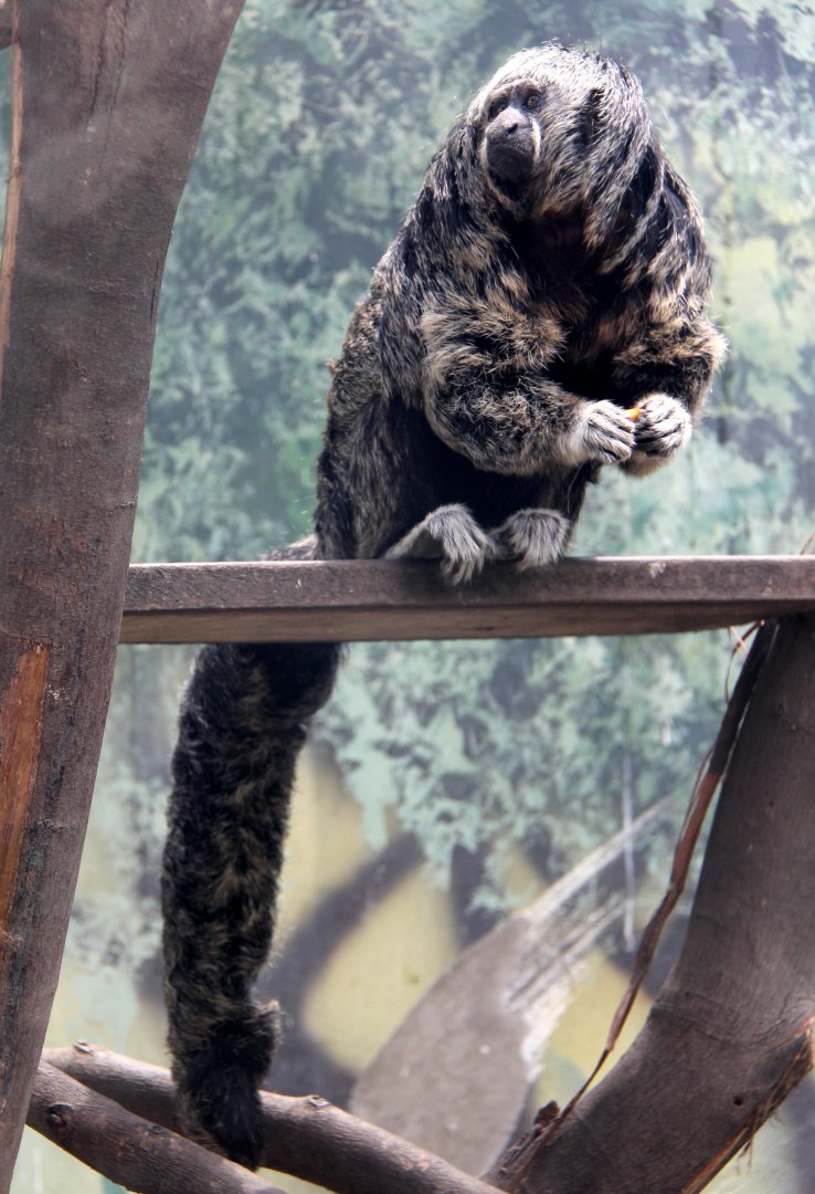 Isabel's Saki (Pithecia isabela)