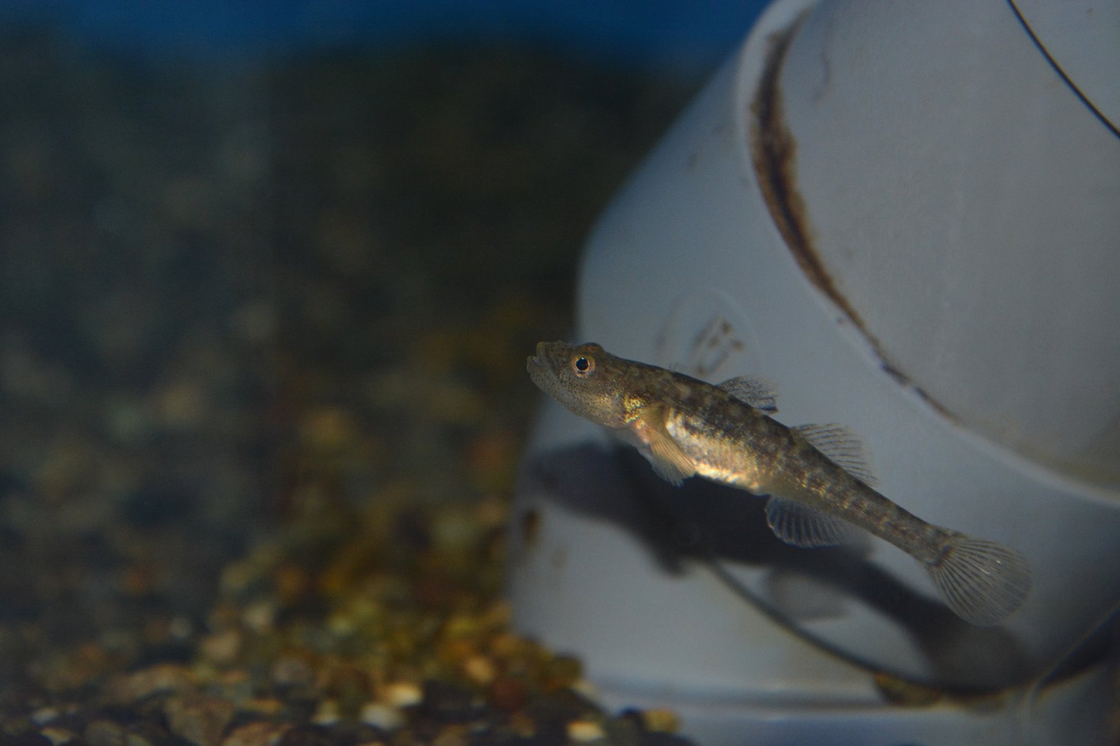 Isaza goby (Gymnogobius isaza)
