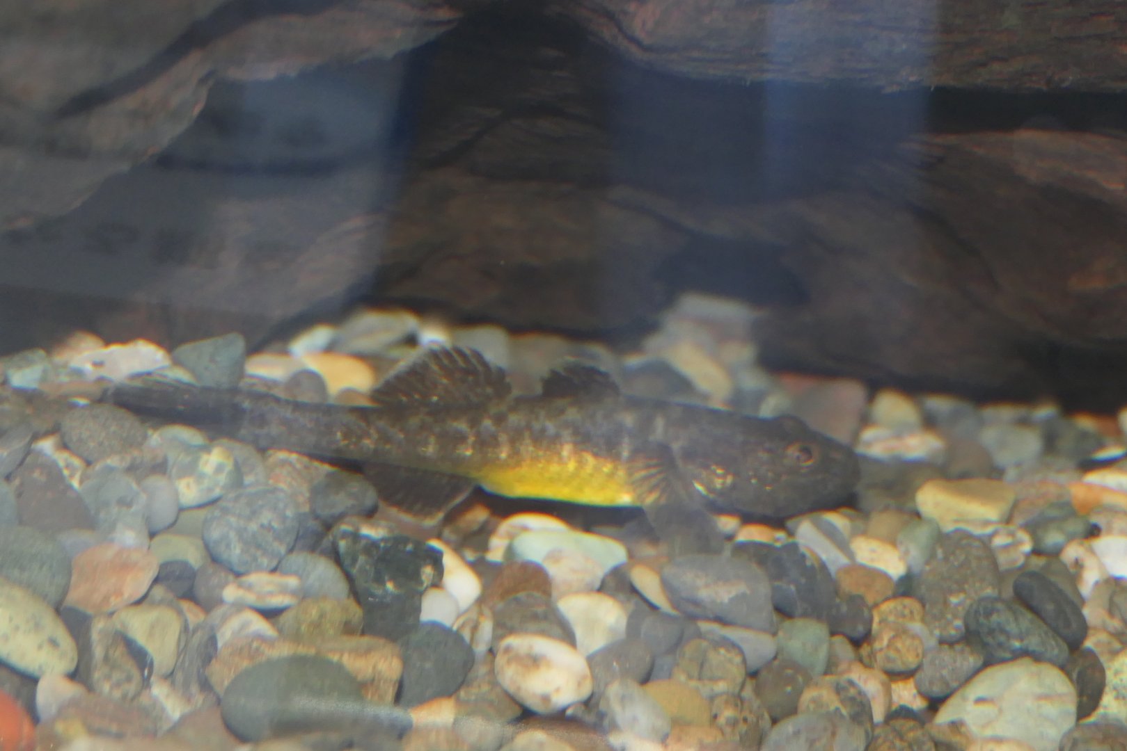 Isaza (Gymnogobius isaza) - Lake Biwa Museum