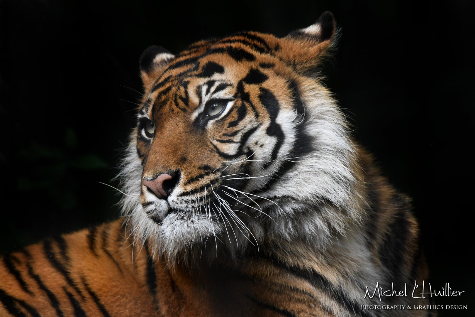 Isha, Sumatran tiger