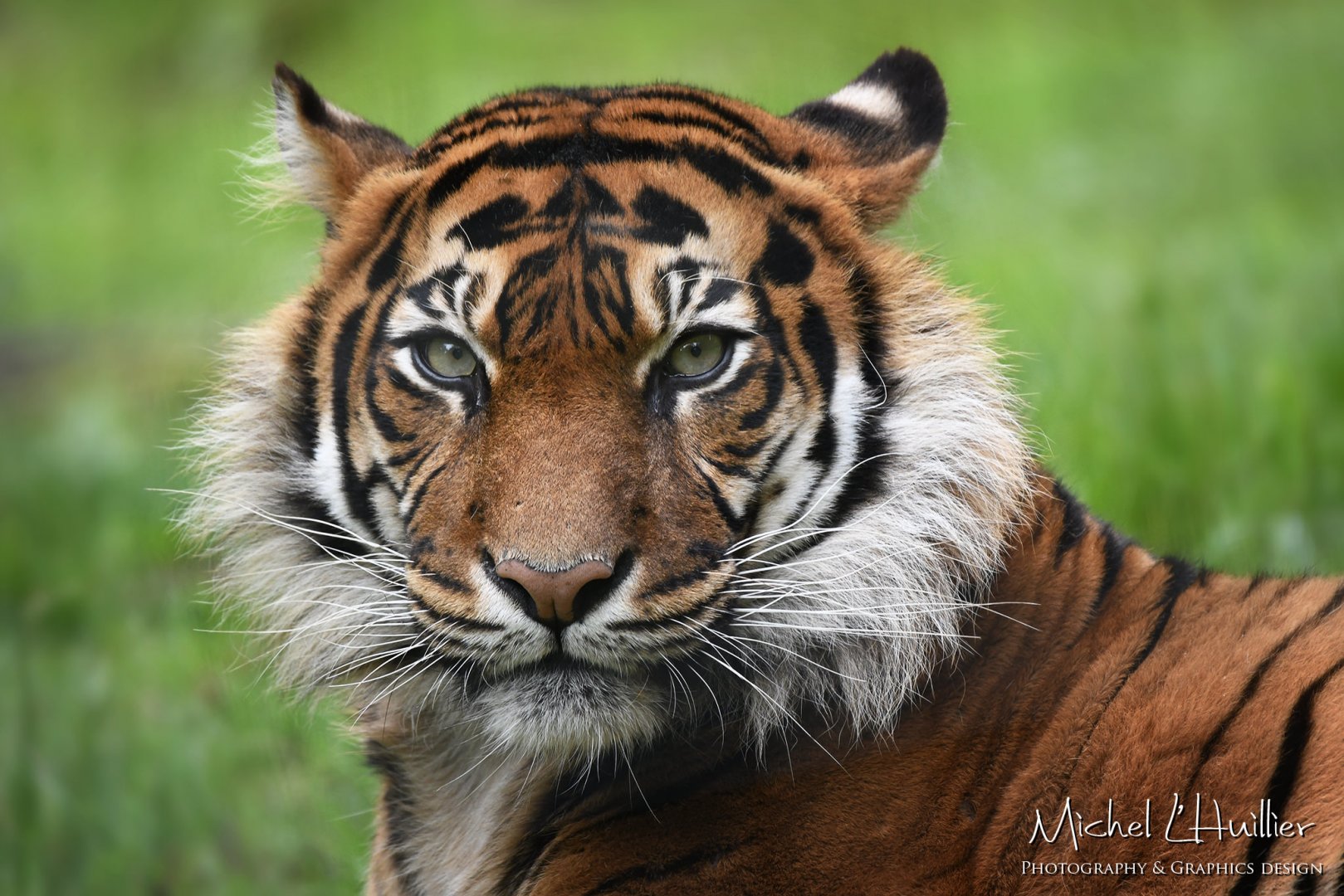 Isha, Sumatran tiger