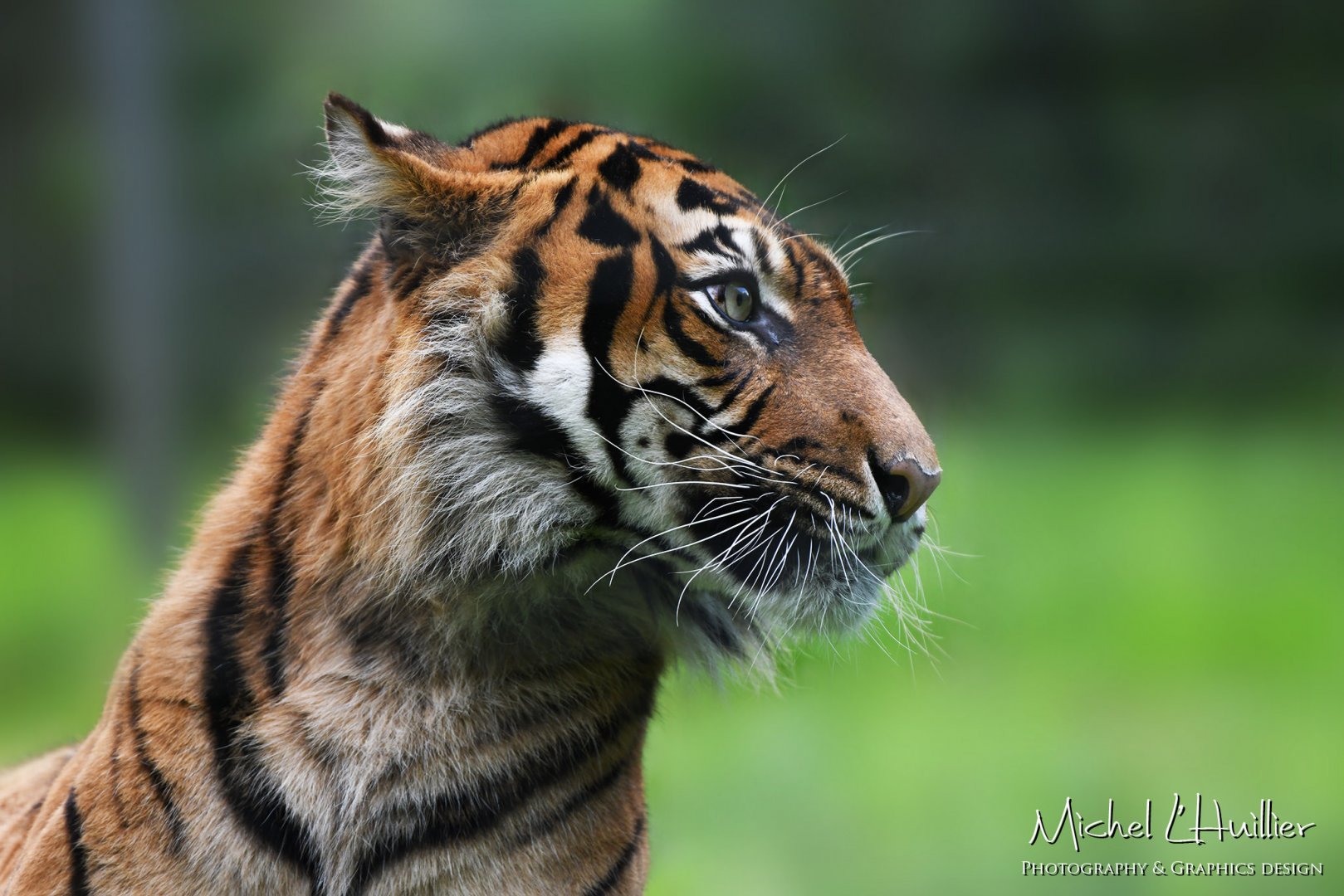 Isha, Sumatran tiger