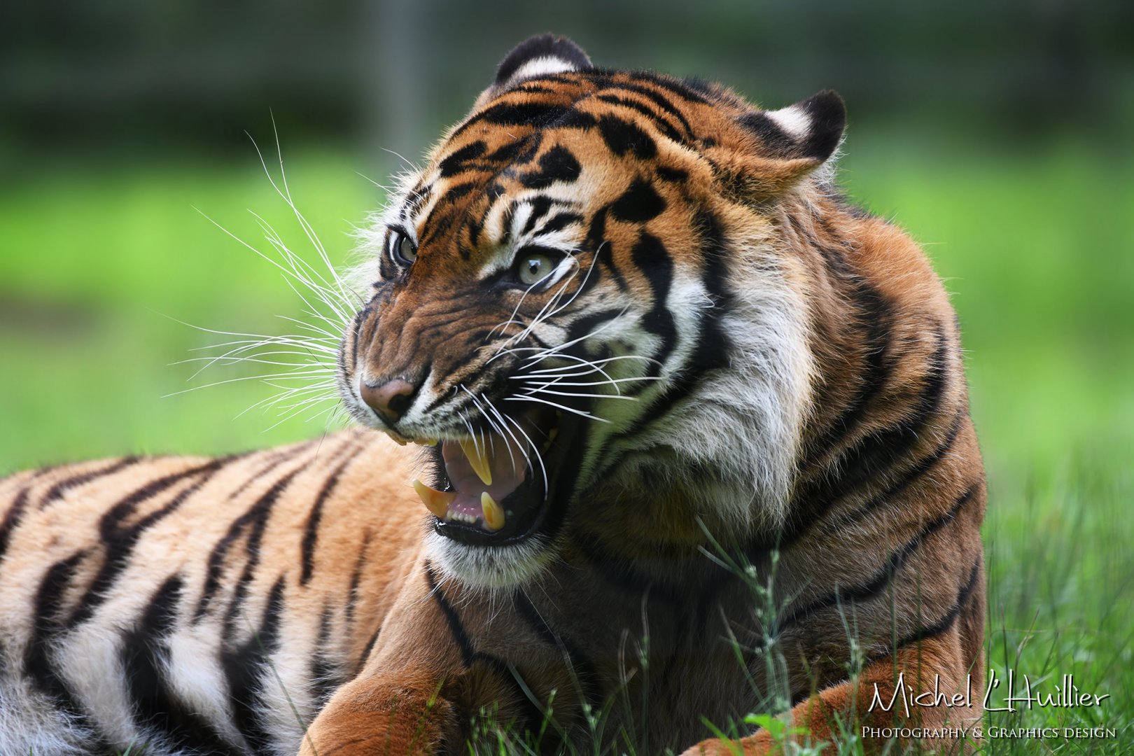Isha, Sumatran tiger
