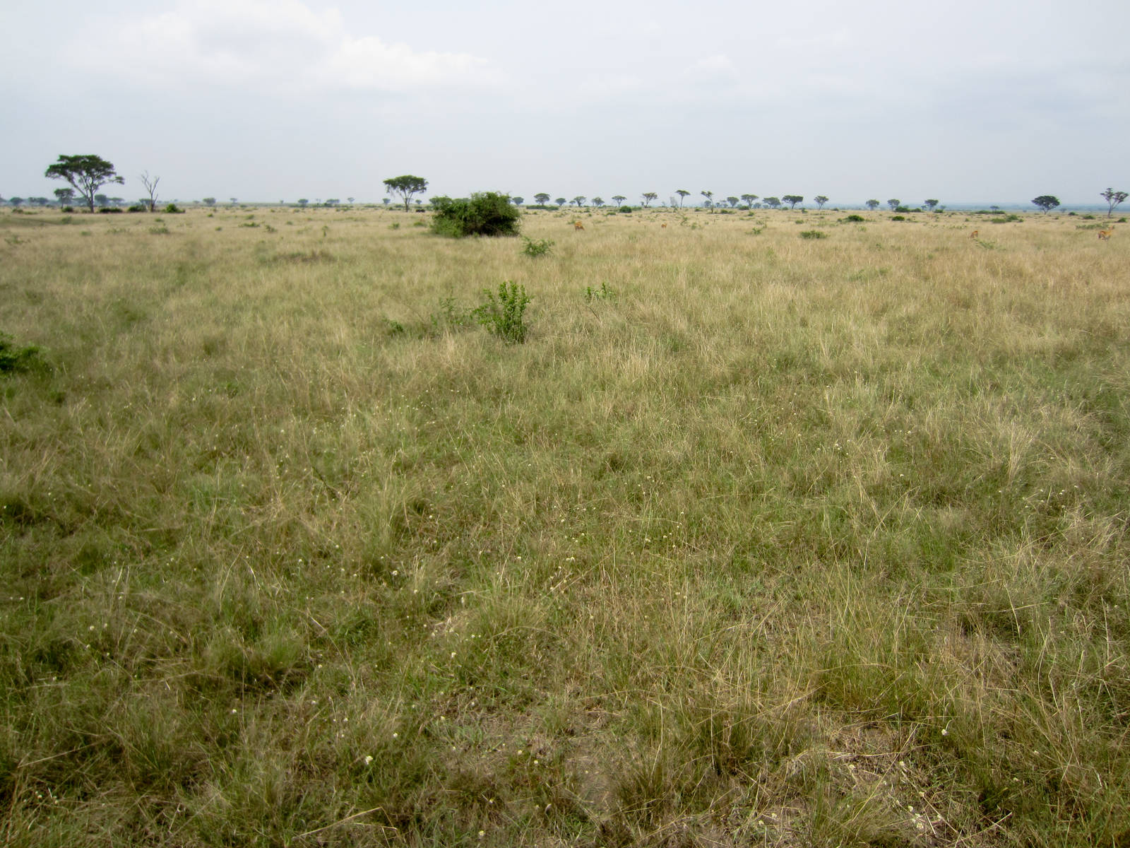 Ishasha Grasslands