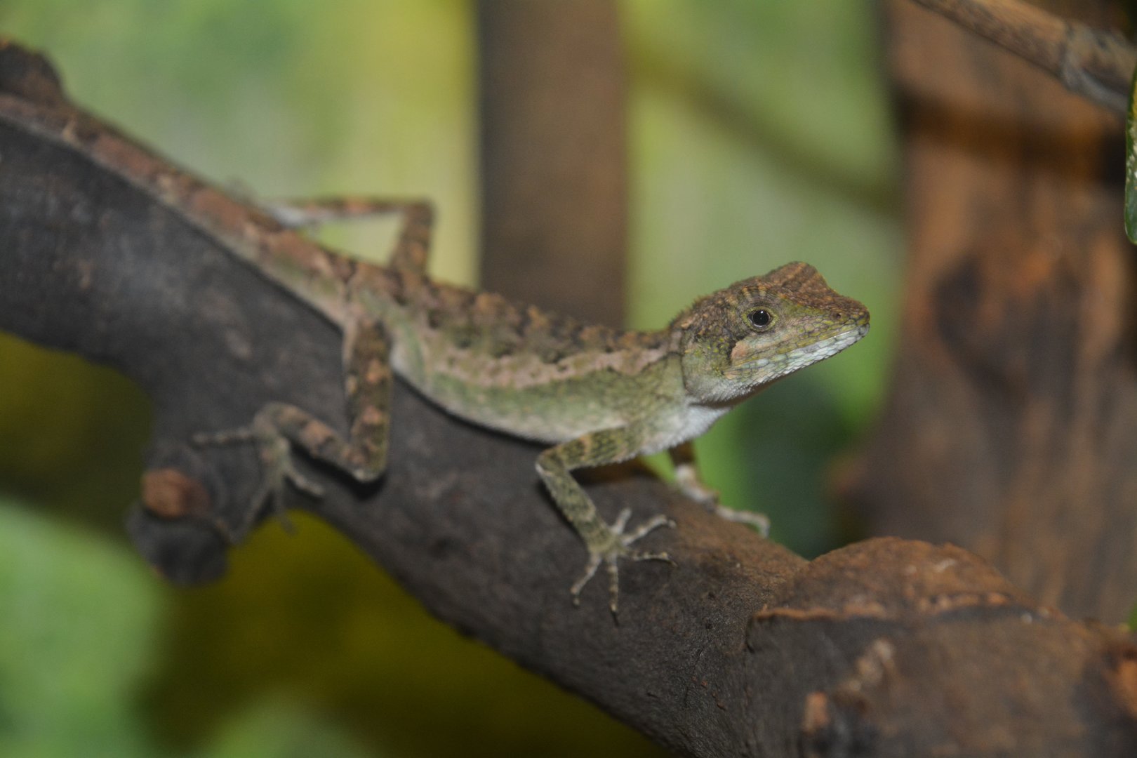 Ishigaki tree lizard (Diploderma polygonatum ishigakiense)