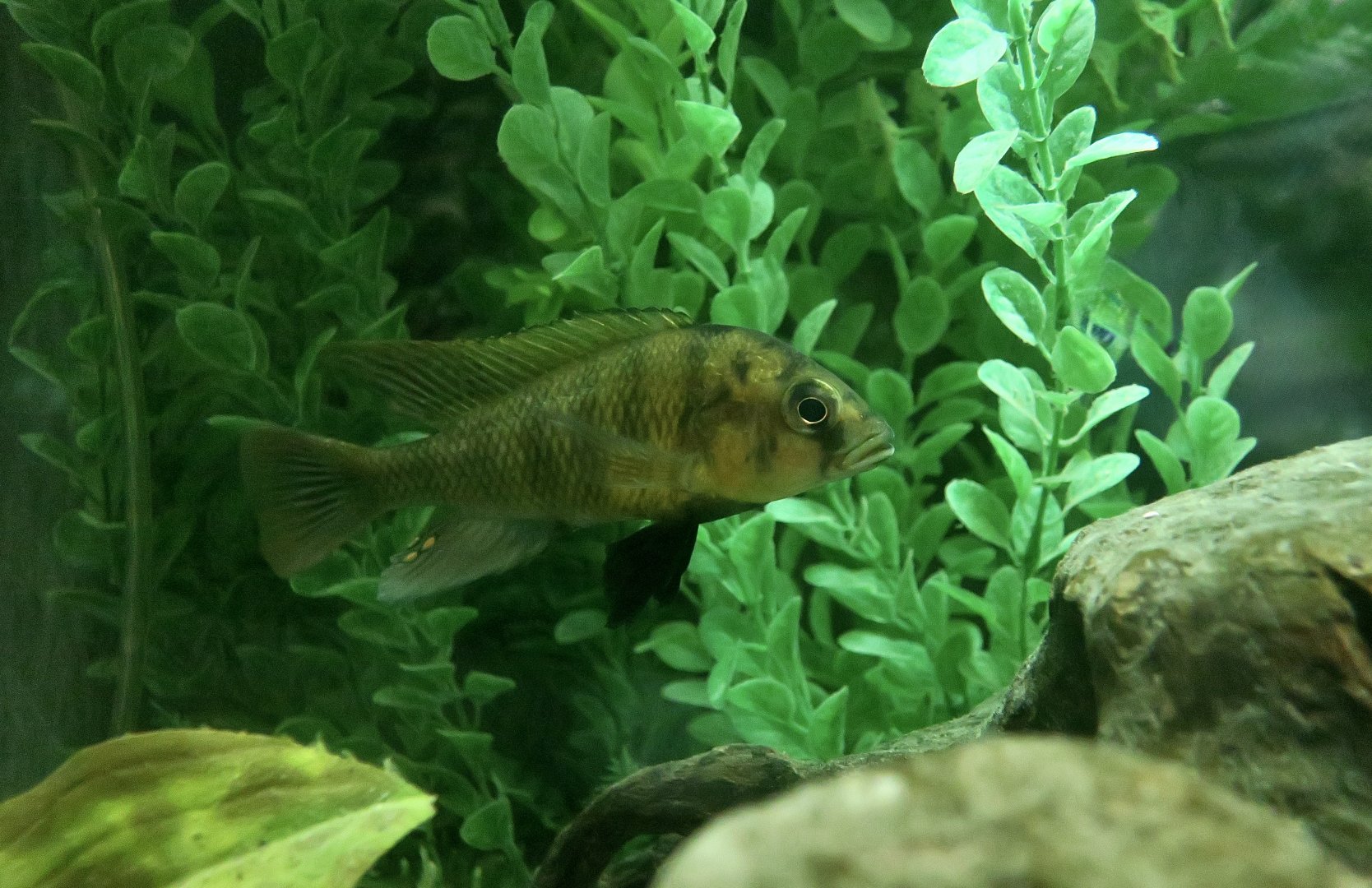 Ishmael's Cichlid (Haplochromis ishmaeli)