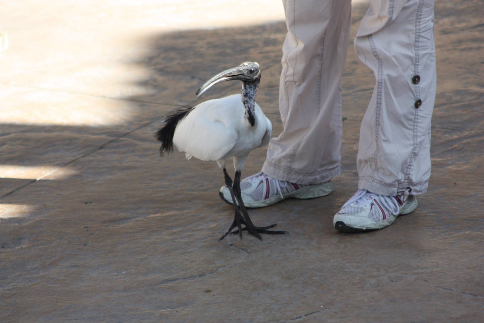 Isis, 4th August 2014