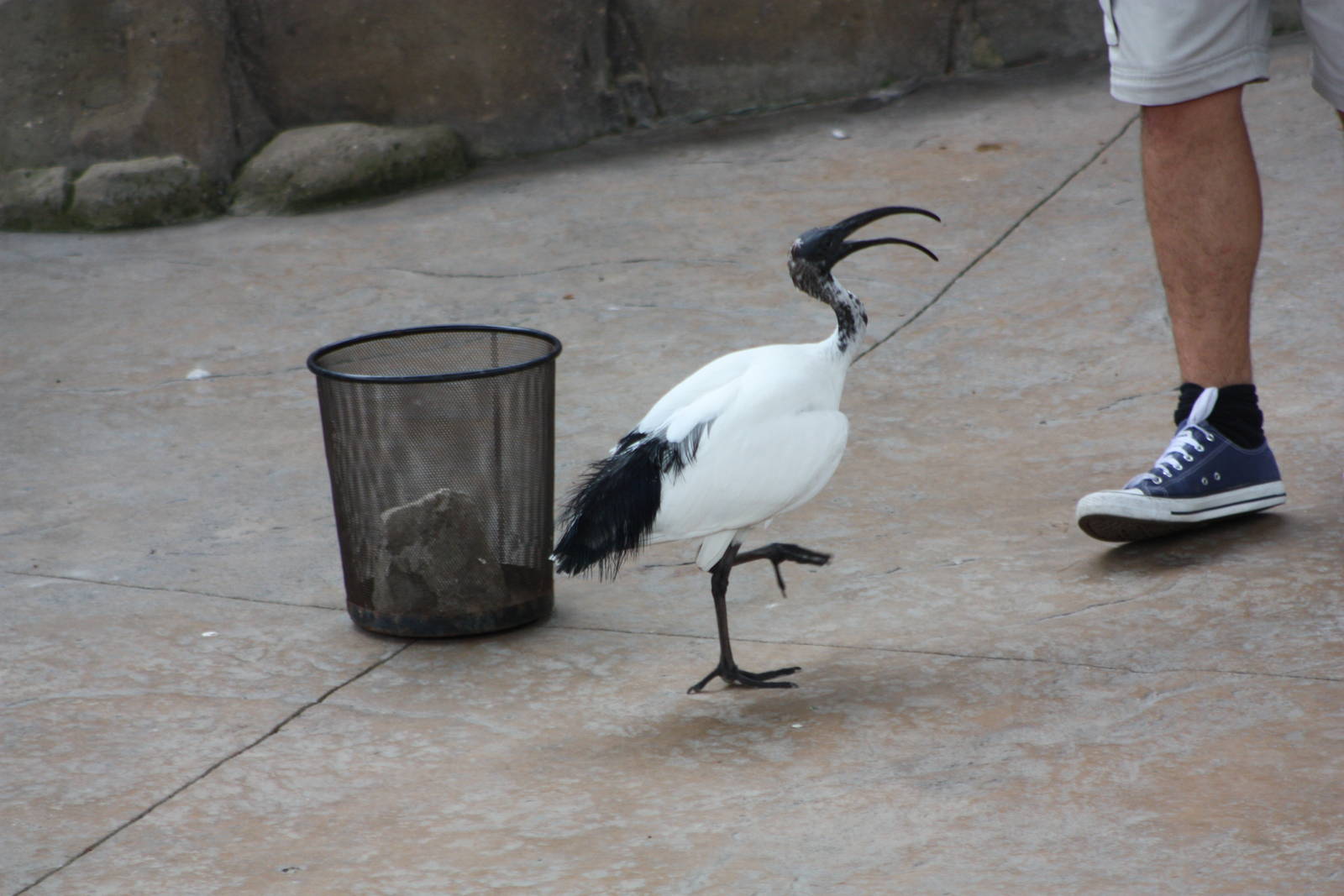 Isis in action, 1st September 2014