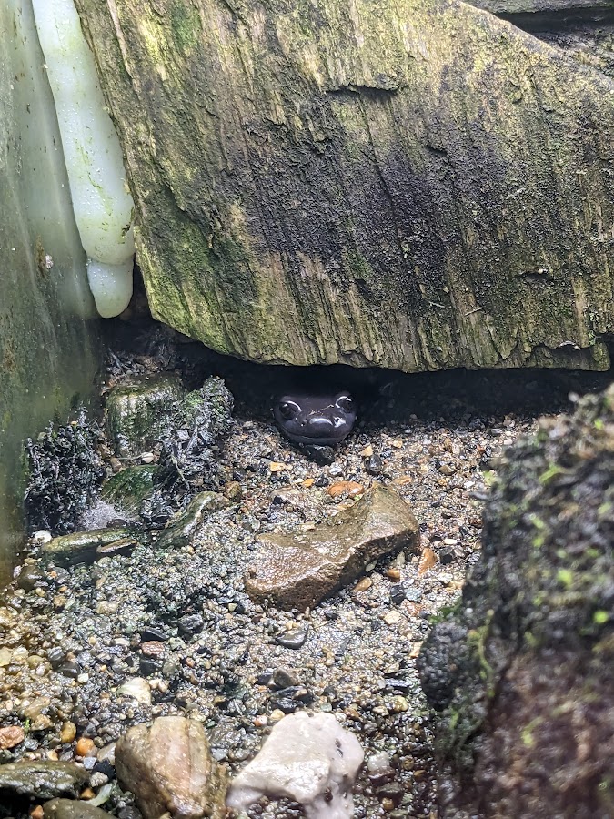 Isizuchi salamander （Hynobius hirosei）
