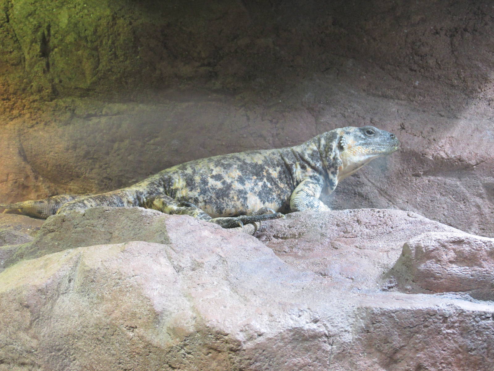 isla san esteban chuckwalla houston zoo