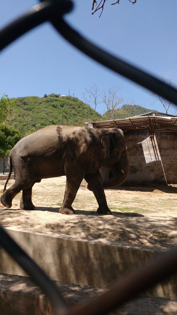 Islamabad Zoo (Pakistan)