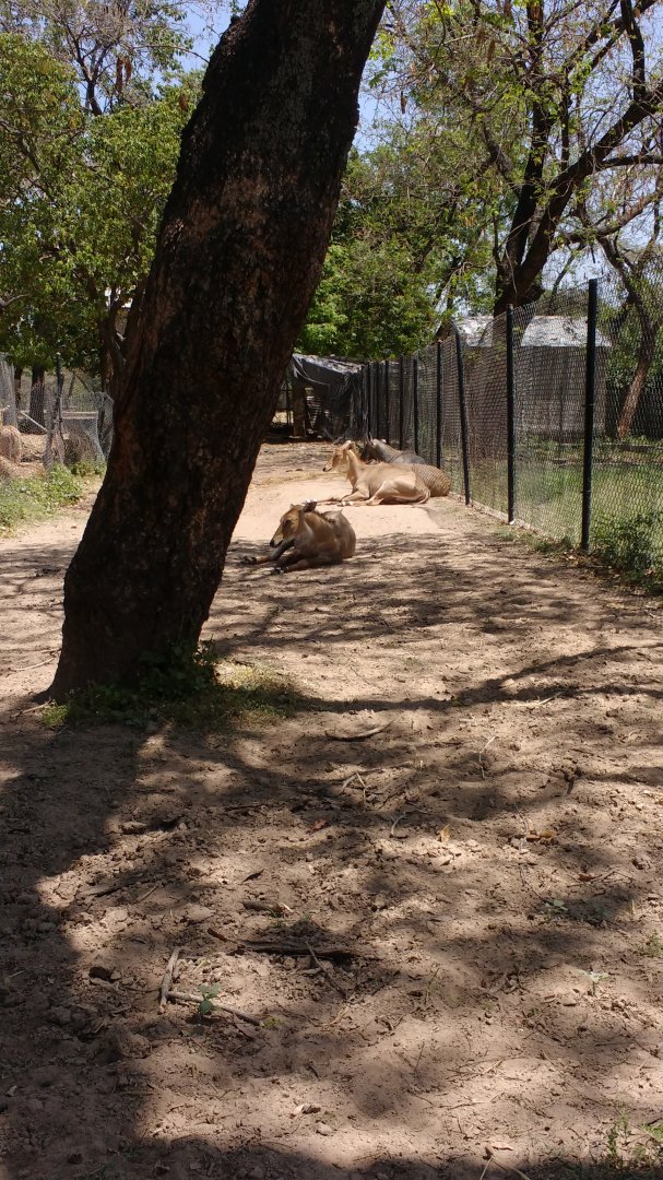 Islamabad Zoo (Pakistan)