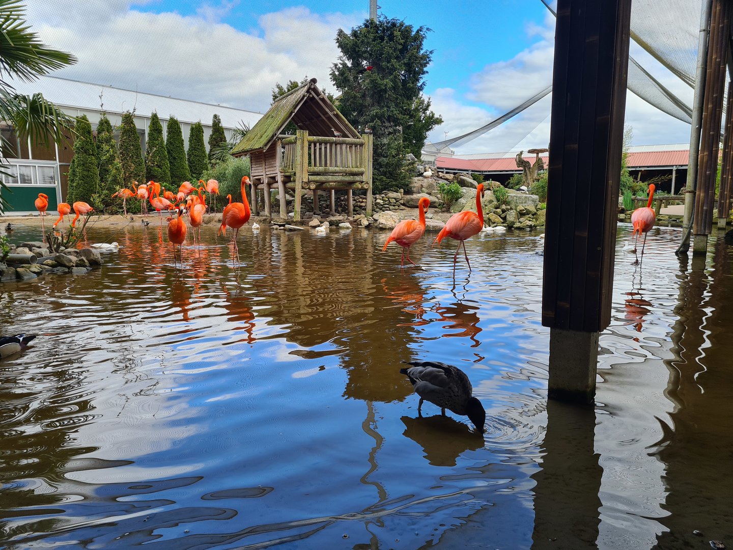 Island and American flamingos in Lemur kingdom