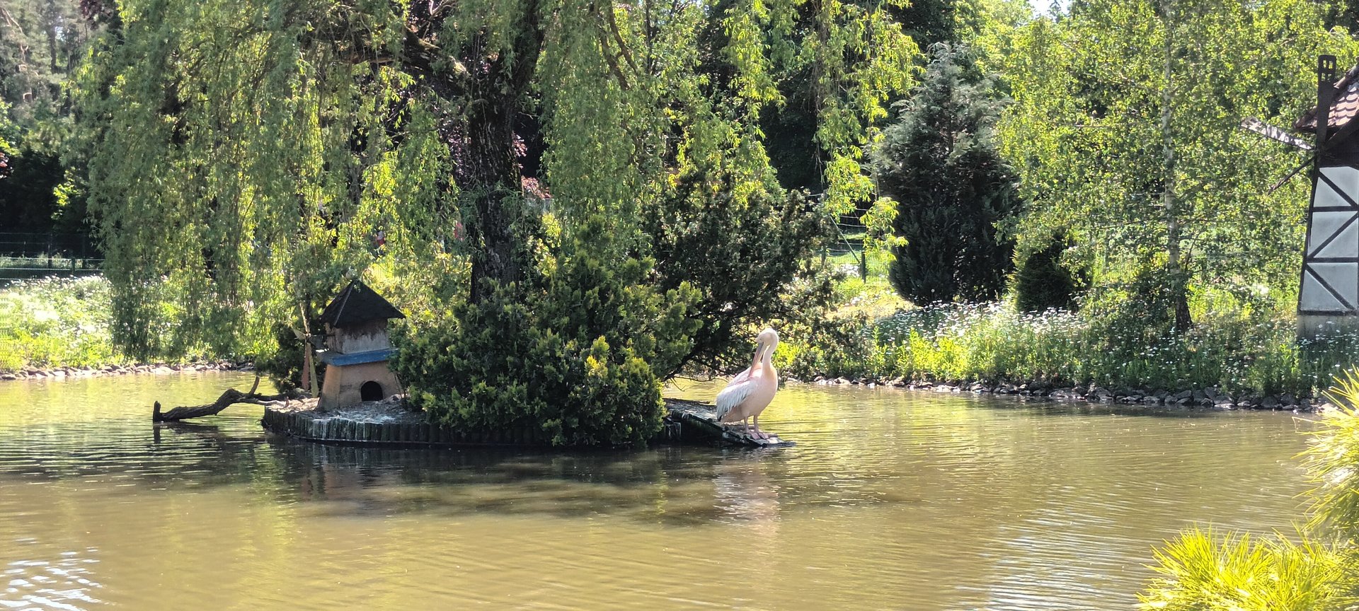 Island and Eastern white Pelican