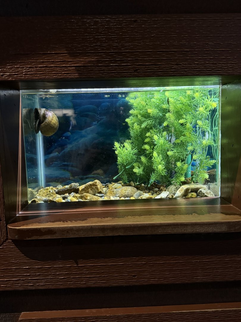 Island Apple Snail (7/2/24)