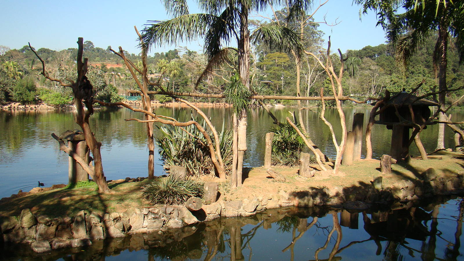 Island: Ateles chamek