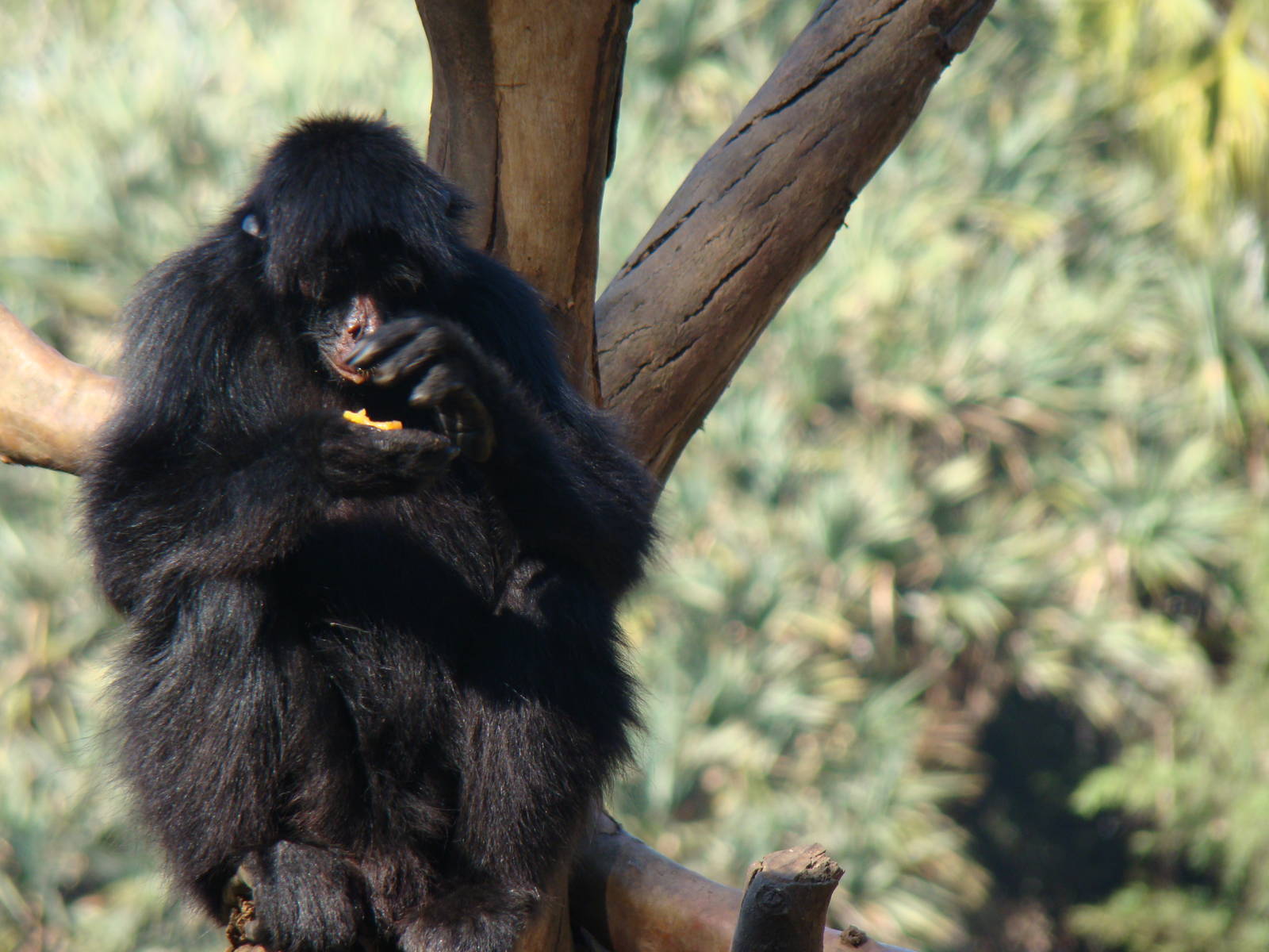 Island: Ateles chamek