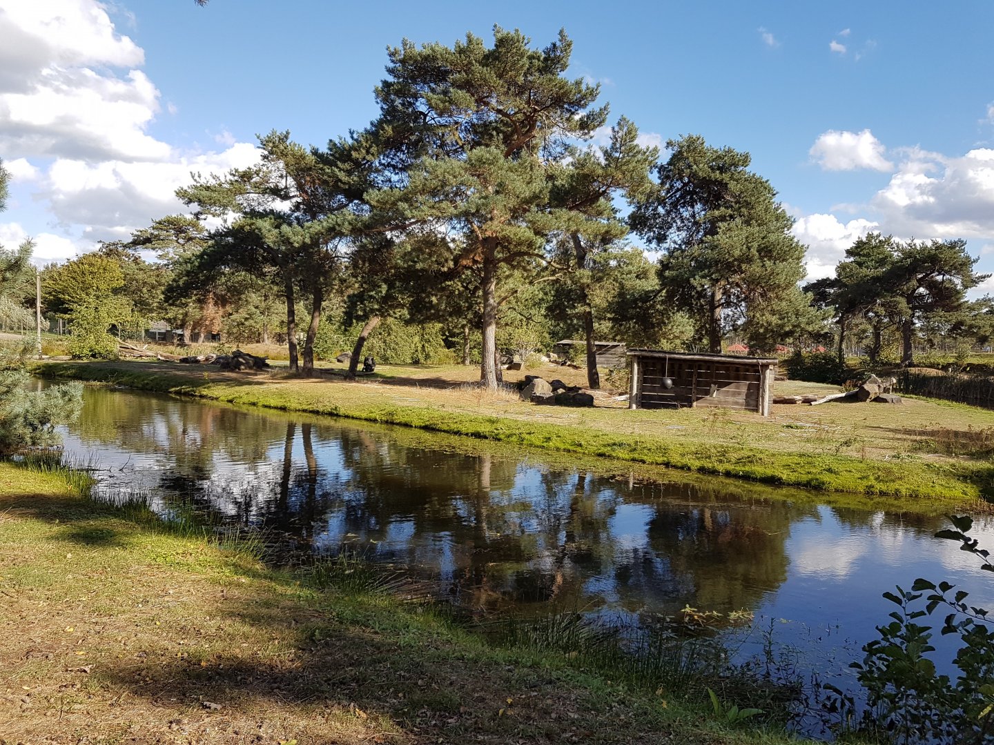 Island Bachelor Gorilla troop ( 4 animals ) and Guereza