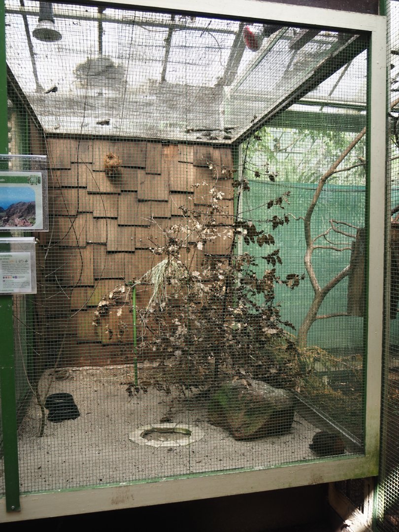 Island canary aviary, 2024-05-23