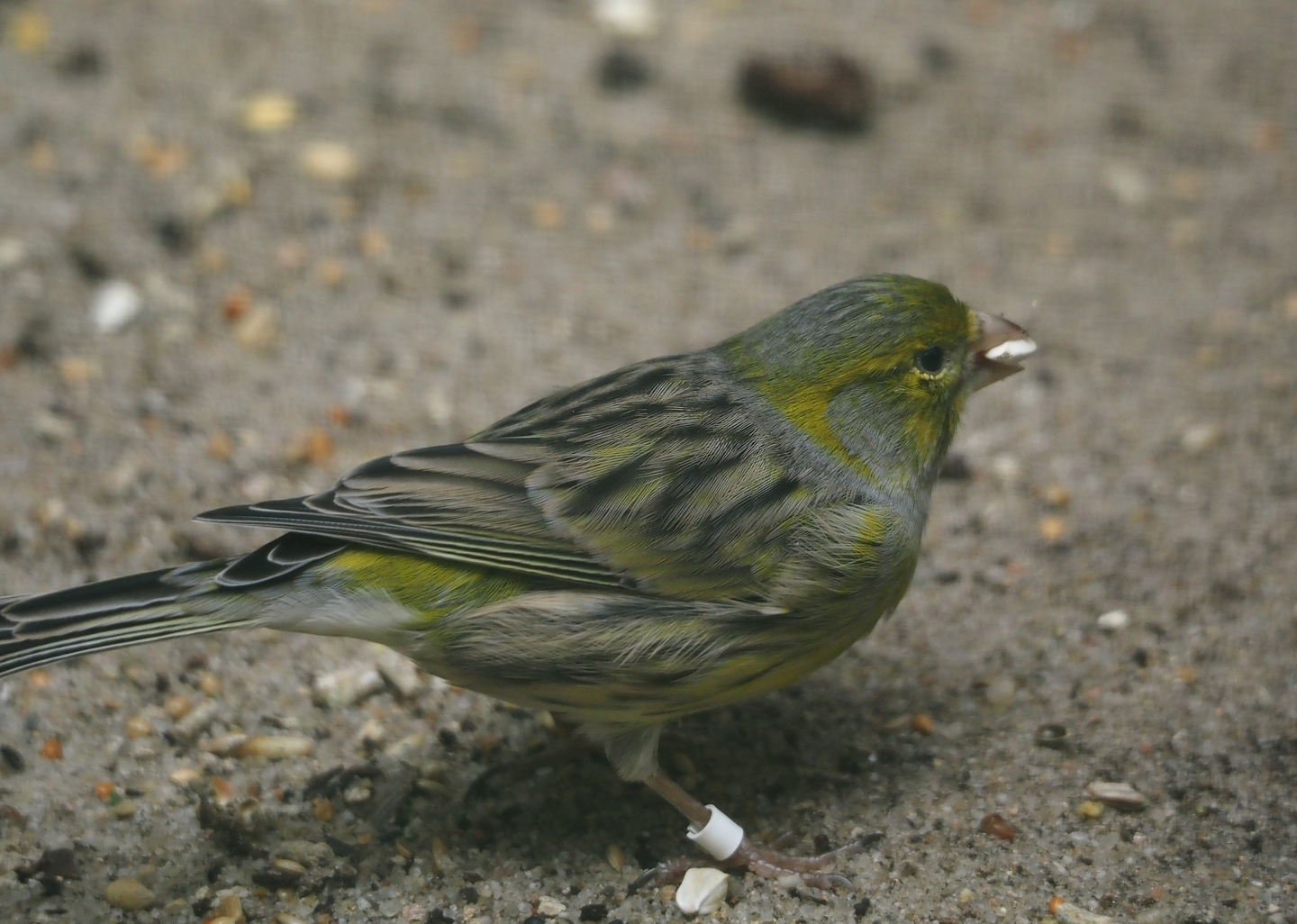 Island canary (Serinus canaria), 2024-05-23