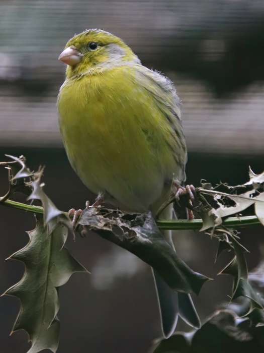 Island canary (Serinus canaria)