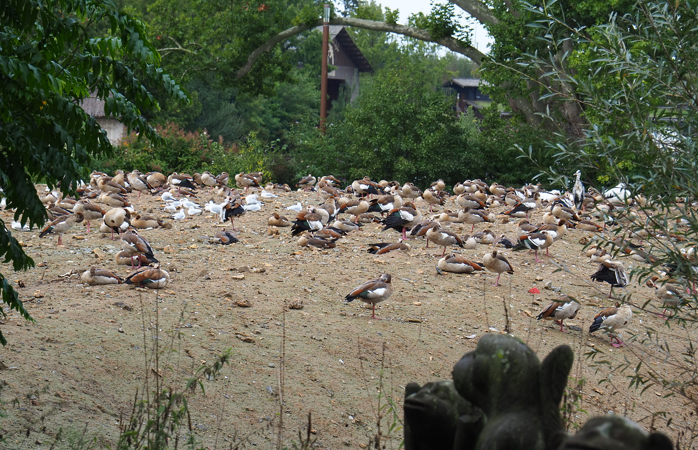 Island covered in geese and gulls, 2022-09-15